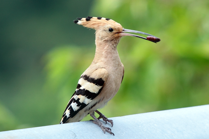Upupa